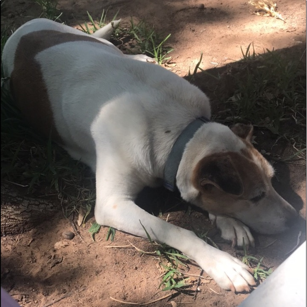 I’m a Posh Ambassador! Shop with confidence! - Picture 5 of 6